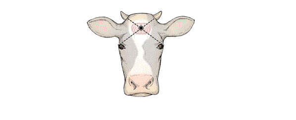 Diagram of the front of a bovine head showing where the gun or penetrating captive bolt is placed.