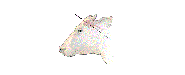 Diagram of the side of a bovine head showing the angle at which the gun or penetrating captive bolt is held.