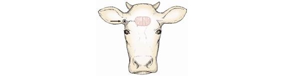 Diagram of the front of a bovine head showing where the gun is placed at the temporal location.