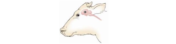 Diagram of the side of a bovine head showing the point where the gun is placed at the temporal location.