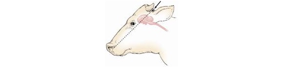 Diagram of the side of a bovine head showing the point where the gun is placed when using the poll method.