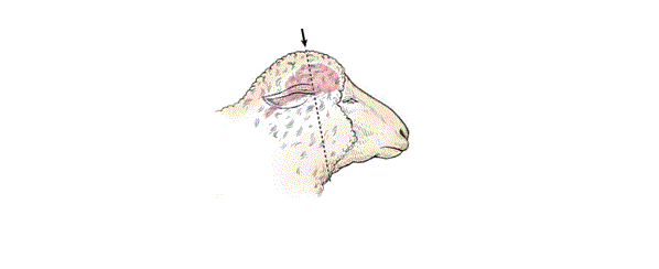 Diagram of the side of a sheep head showing where the gun or penetrating captive bolt is placed using the poll method.