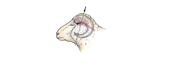 Diagram of the front of a horned sheep head showing where the gun or penetrating captive bolt is placed using the poll method.