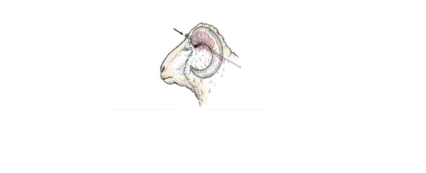 Diagram of the side of a horned sheep head showing where the gun or penetrating captive bolt is placed for the frontal method.