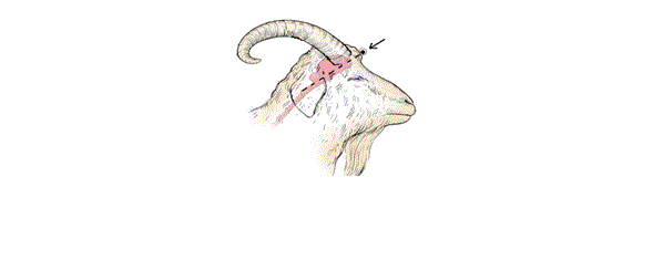Diagram of the side of a goat head showing where the gun or penetrating captive bolt is placed for the frontal method.