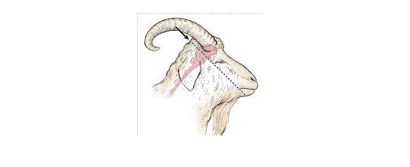 Diagram of the side of a goat head showing where the gun or penetrating captive bolt is placed using the poll method.