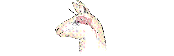 Diagram of the side of a llama head showing where the gun or penetrating captive bolt is placed using the frontal method.