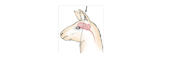 Diagram of the side of a llama head showing where the gun or penetrating captive bolt is placed using the poll method.