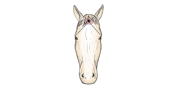 Diagram of the front of a horse head showing where the gun or penetrating captive bolt is placed.