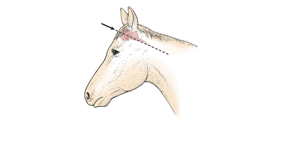 Diagram of the side of a horse head showing the angle at which the gun or penetrating captive bolt is held.
