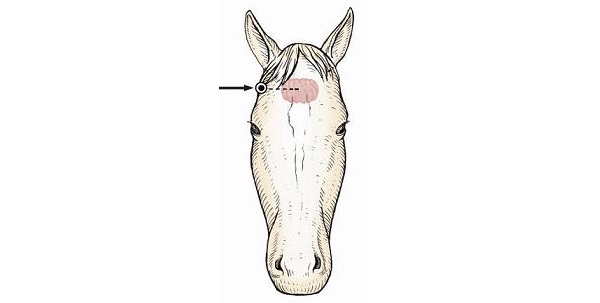 Diagram of the front of a horse head showing where the gun is placed at the temporal location.