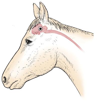 Diagram of the side of a horse head showing the point where the gun is placed at the temporal location.