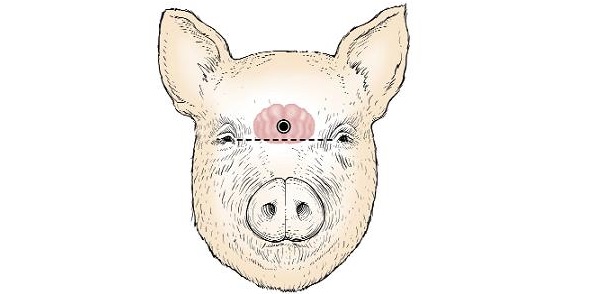Diagram of the front of a swine head showing where the gun or penetrating captive bolt is placed.