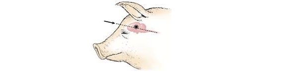 Diagram of the side of a swine head showing the angle at which the gun or penetrating captive bolt is held.