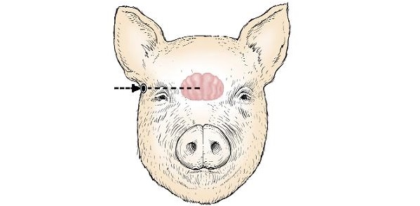 Diagram of the front of a swine head showing where the gun is placed at the temporal location.