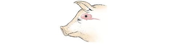 Diagram of the side of a swine head showing the point where the gun is placed at the temporal location.