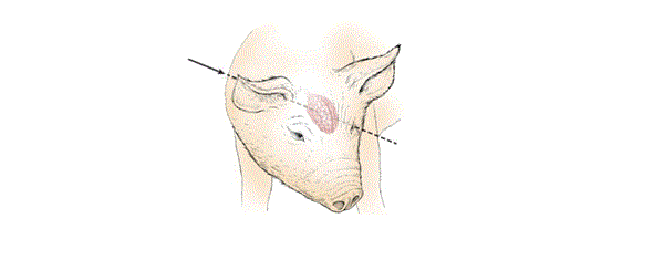 Diagram of the front head and shoulders of a swine showing the point behind the ear where the gun is placed.