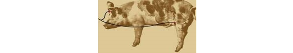 Diagram of the side of a swine showing where the currents are placed for the two-step stunning and electrocution method.
